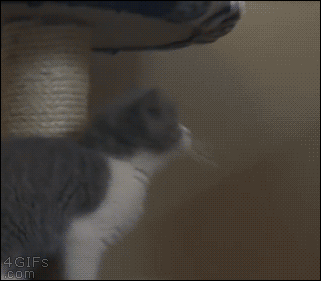 Kitten-jumps-hang-fail.gif