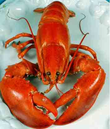 lobster1.jpg