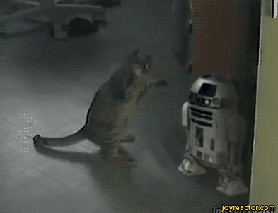 r2d2-Star-Wars-gif-cats-1132493.gif