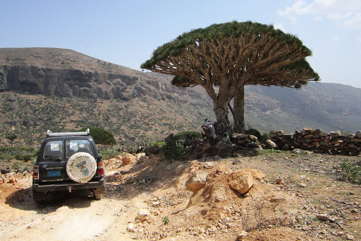 there-are-two-paved-roads-in-socotra-the-rest-are-dirt-it-has-been-determined-that-a-major-source-of-pollution-on-the-island-is-air-contaminants-from-road-paving-so-construction-of-roads-has-been-very-limited-other-problems-facing-socotras-special-environment-are-overgrazing-introduction-of-outside-species-exploitation-of-resources-and-even-poaching-or-smuggling-of-plants-and-animals.jpg