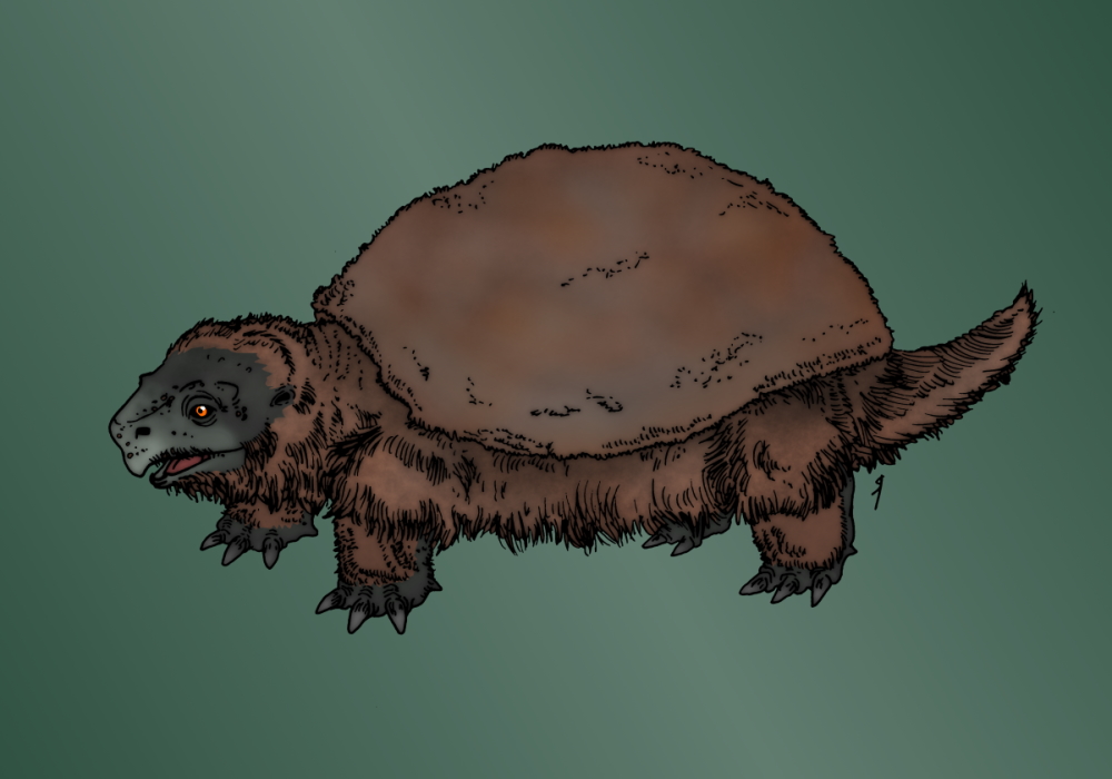 2022_11_Wollschildkröte.jpg