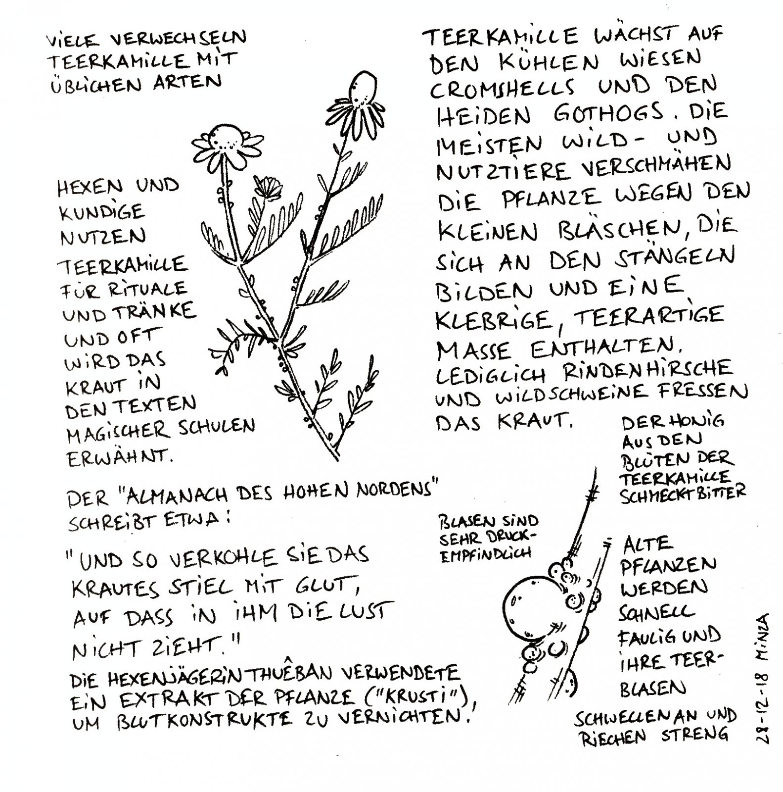 25 - Teerkamille.jpg
