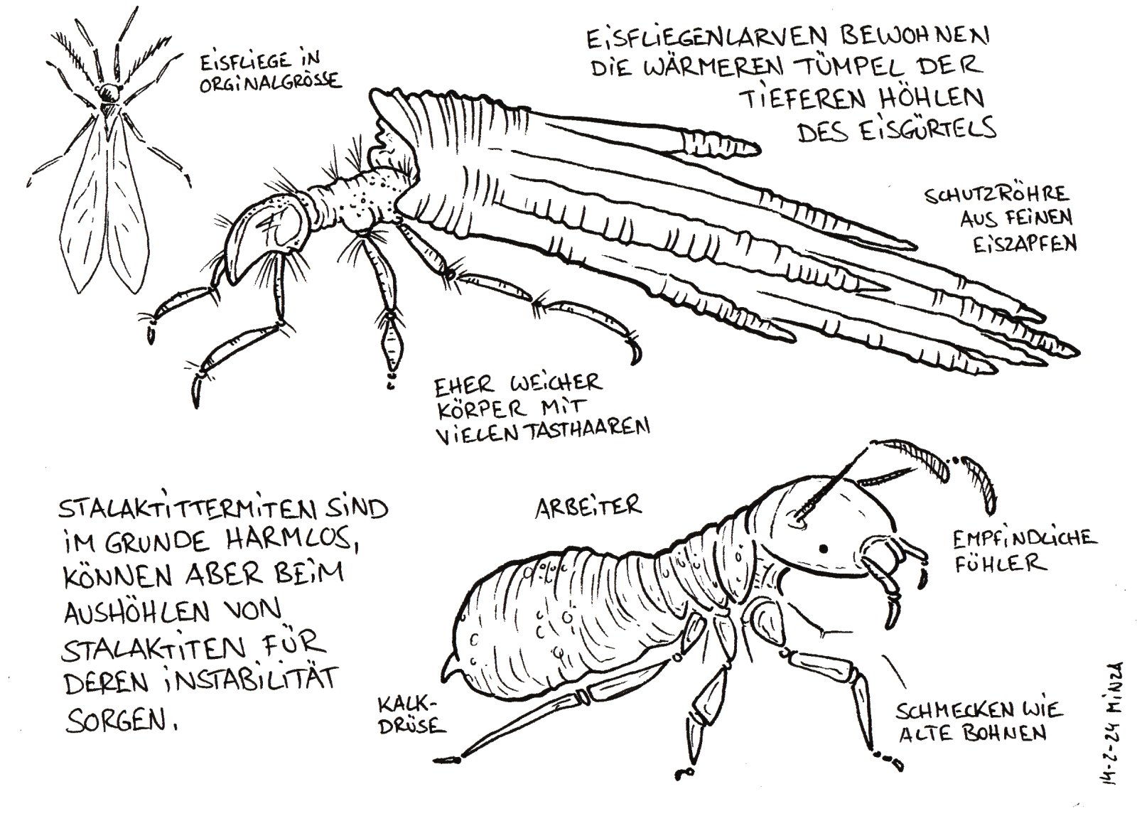 50 - Eisfliegenlarve und Stalaktittermite.jpg