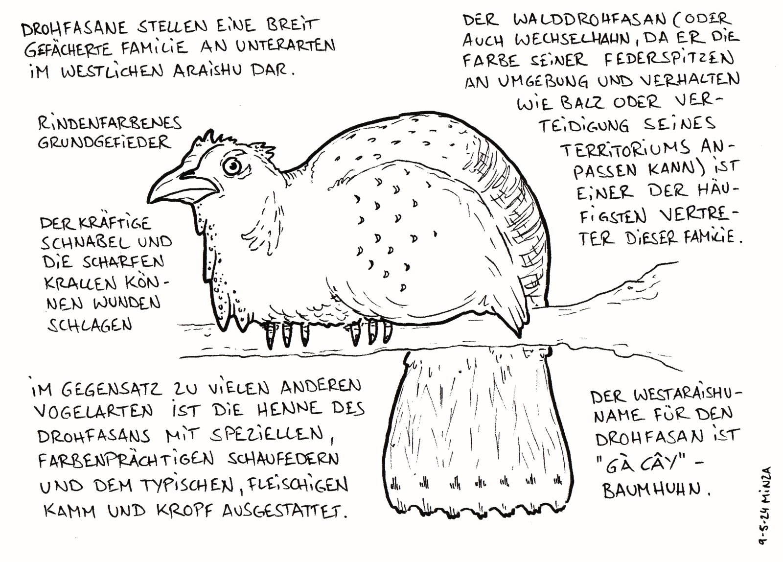54 - Drohfasan.jpg