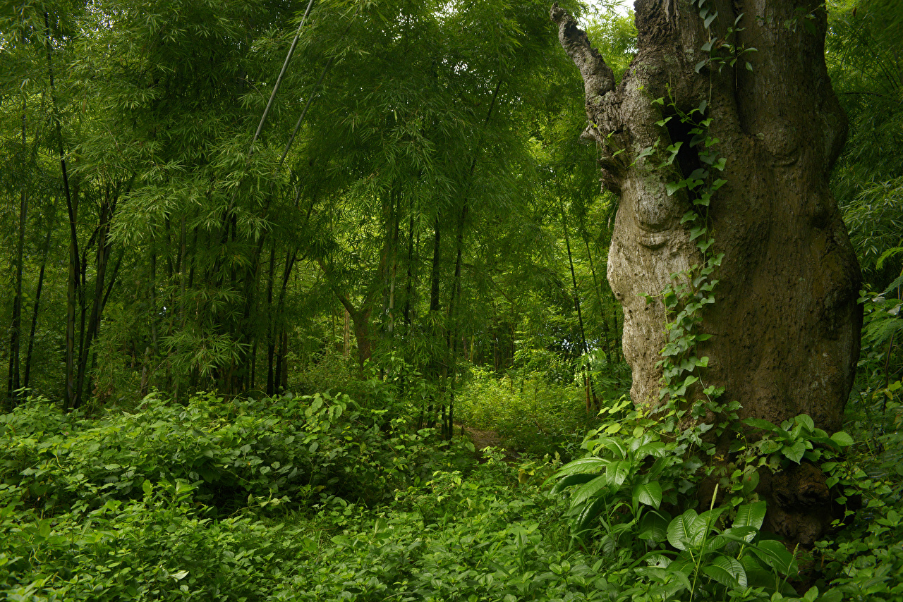 Arelion I Tropische Wälder.jpg
