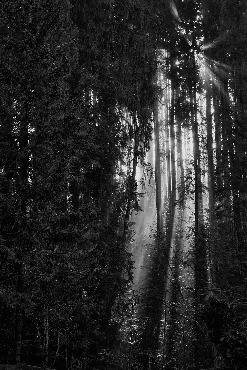Wald (1).jpg