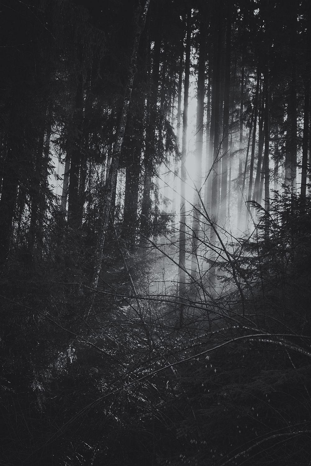 Wald (2).jpg