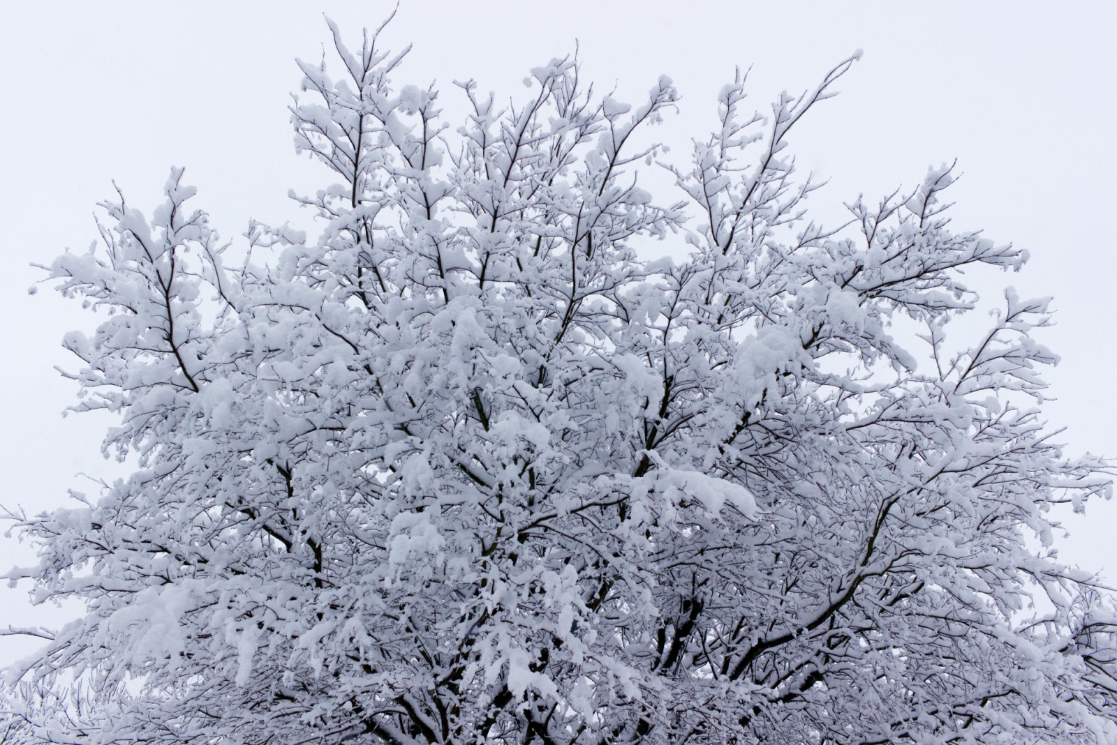 winter_2021_2.jpg