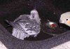 nymphis2new.jpg