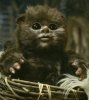 baby-ewok.jpg