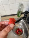 IMG_2216.jpeg