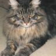 Maine Coon
