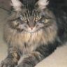 Maine Coon