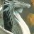 Dragon667