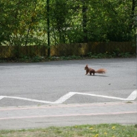 Immer schön zu den Seiten gucken, wenn man die Straße überquert!