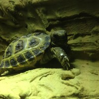 A'tuin
