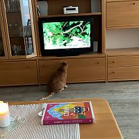 Katzen TV