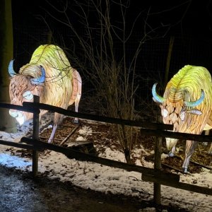 Zoo-Lights Osnabrück