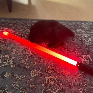 Katze und Lichtschwert 2