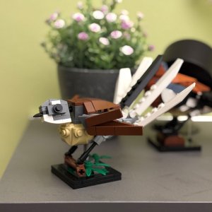 Neuseelandfächerschwanz