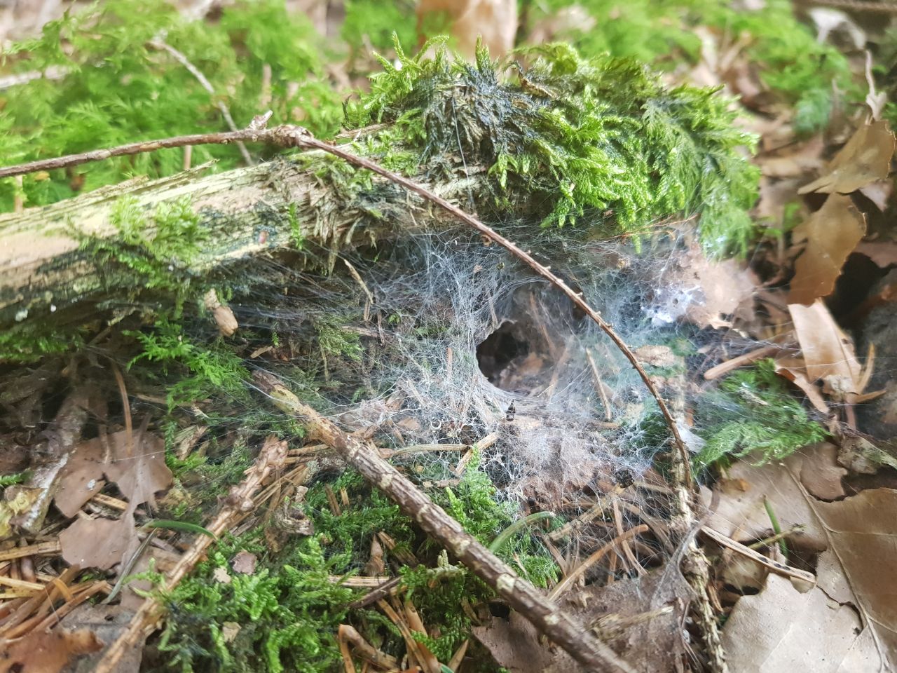 Haus im Wald