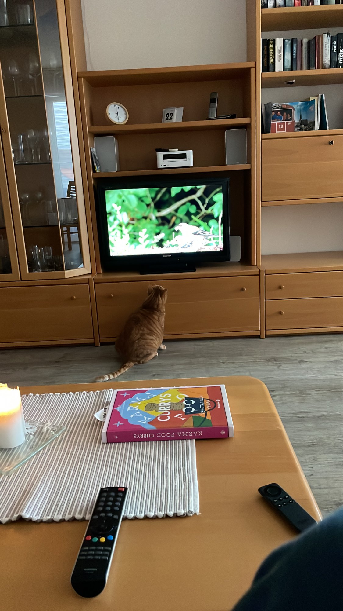 Katzen TV