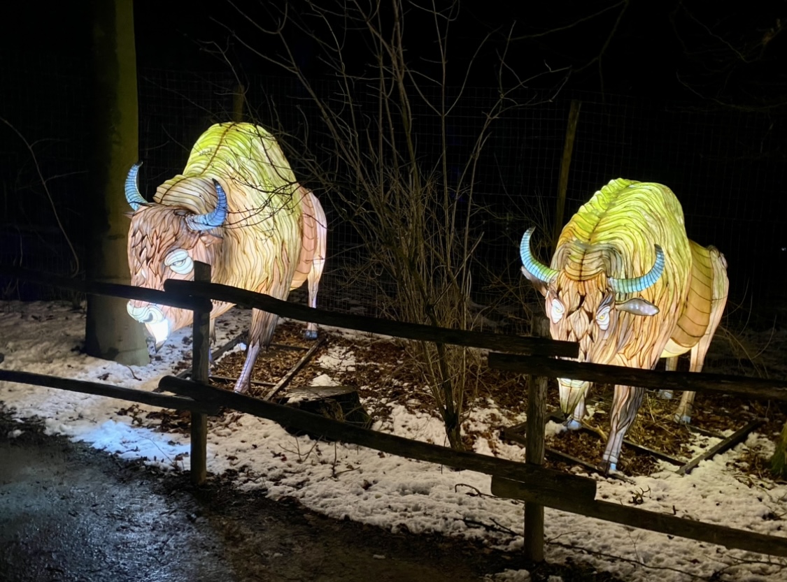 Zoo-Lights Osnabrück