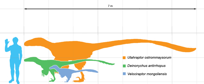 800px-Dromie_scale.png