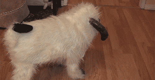 rkKiJz3.gif