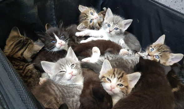 KITTENS-IN-SUITCASE-790589.jpg