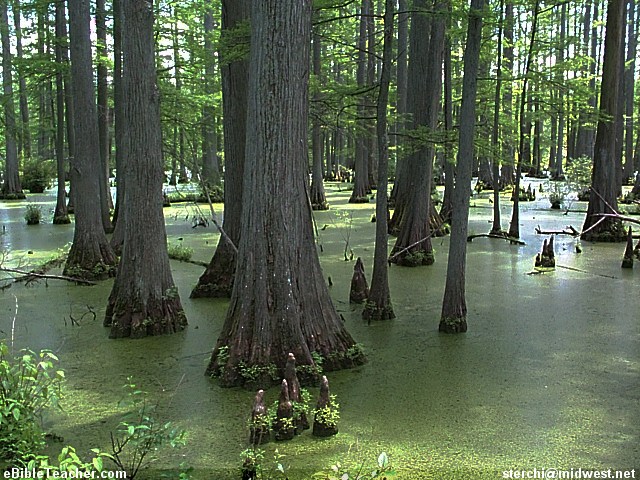 swamp.jpg