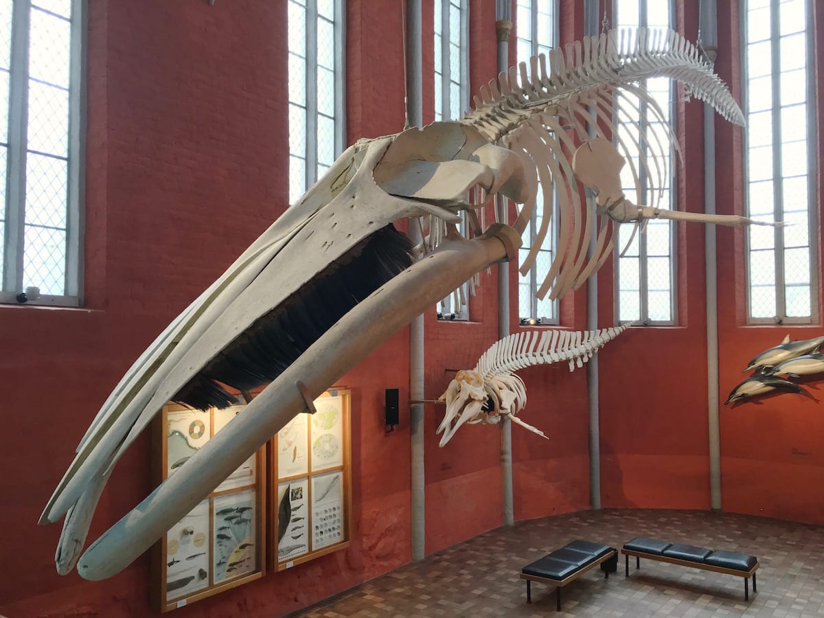 Stralsund-mit-Kindern-Meeresmuseum2.jpg