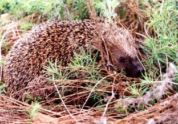 Igel.jpg