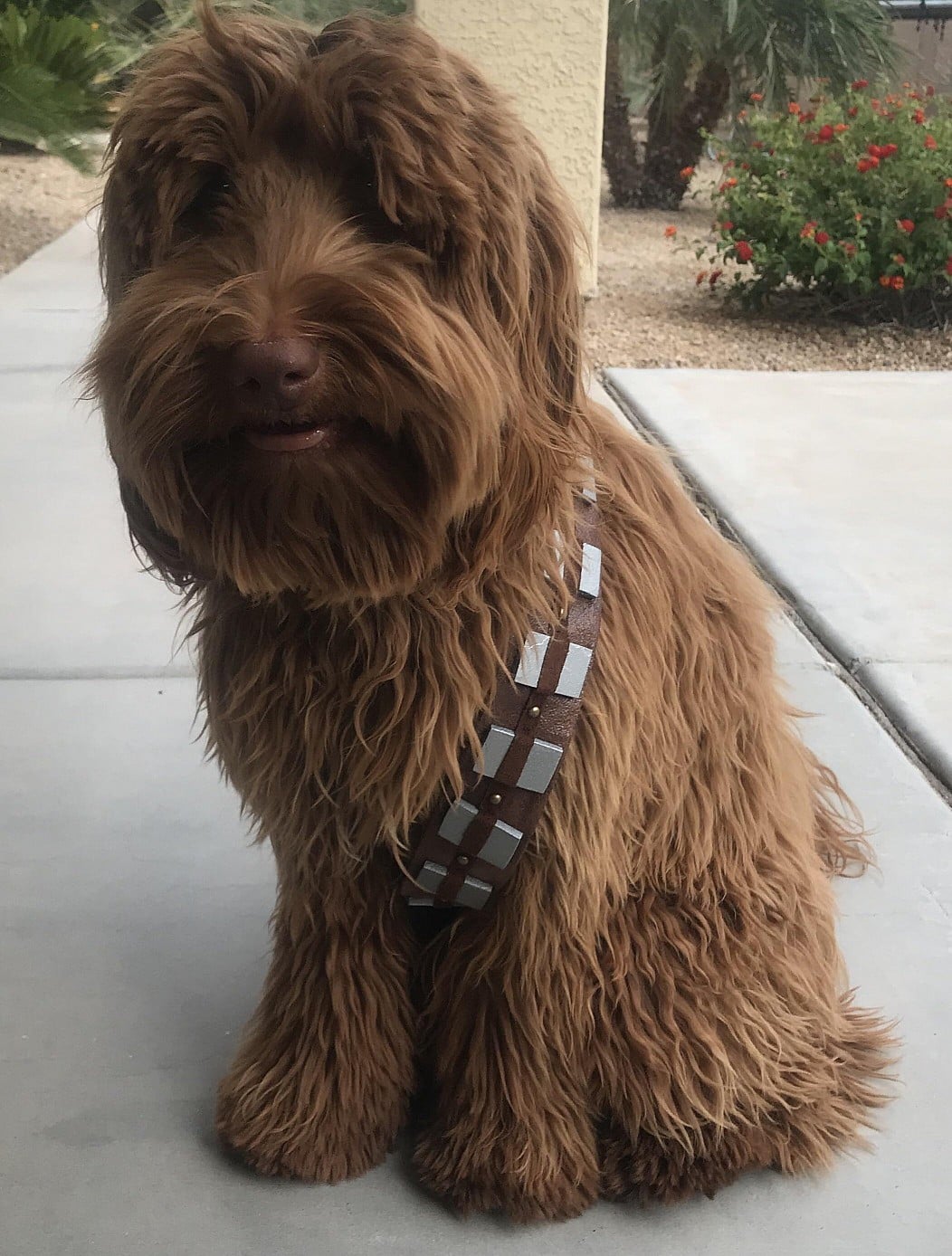 chewbacca-labradoodle.jpg