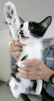 kitler1.jpg