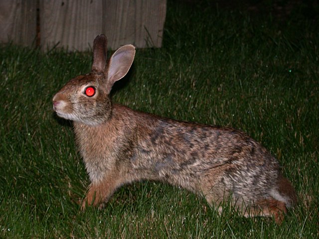 terminator.jpg