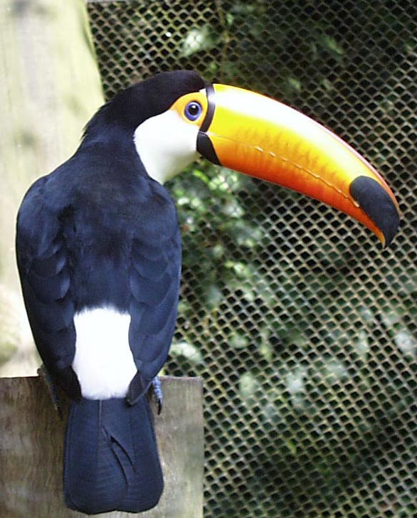 Vogel-1-big.jpg