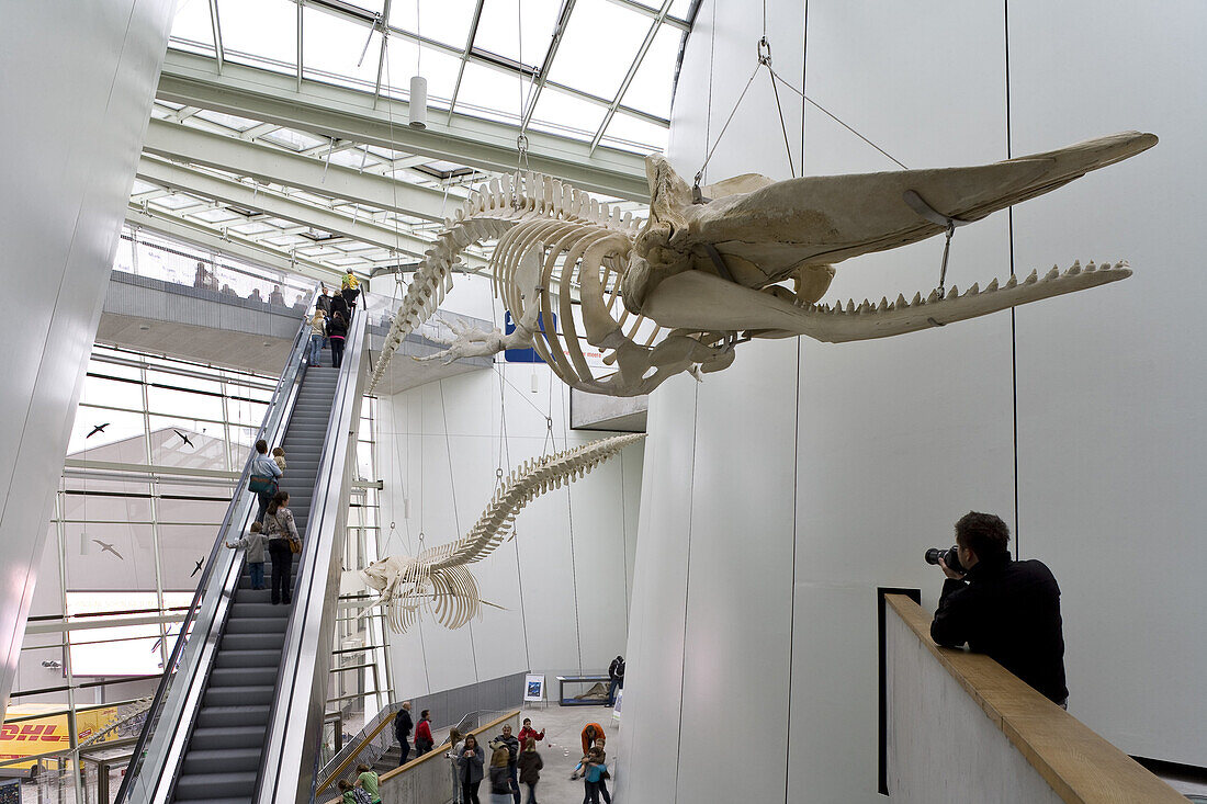 70331821-Eingang-Ozeaneum-mit-Skeletten-von-Fischen-Deutsches-Meeresmuseum-ueber-Leben-im-Meer-Ausstellung-mit.jpg